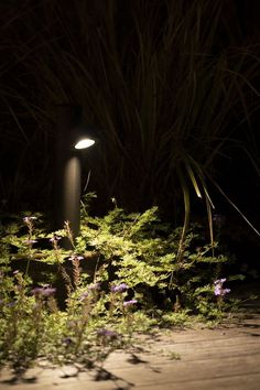 a light shines on the ground in front of some plants and flowers at night