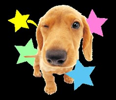 a brown dog with stars on it's head looking up at the camera while standing in front of a white background