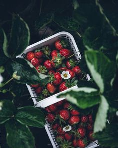 two baskets filled with ripe strawberries surrounded by green leaves and flowers on a dark background