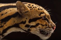 a close up of a leopard's face on a black background