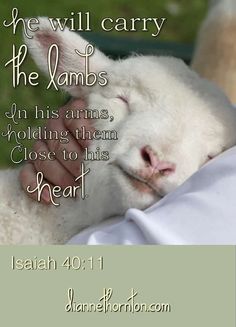 the lamb is being held in his arms