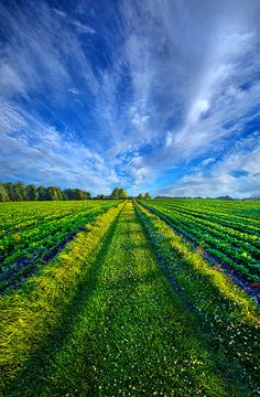 a field with green grass and flowers under a blue sky that has clouds in the background