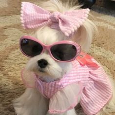 a small white dog wearing sunglasses and a pink bow