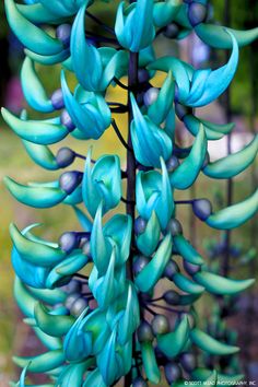 the blue flowers are growing on the tree