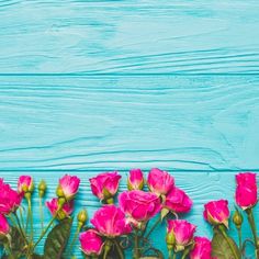 pink flowers on blue wooden background with copy space