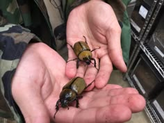 two small bugs sitting on top of someone's hand