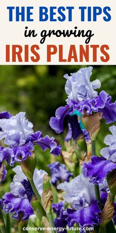 purple iris plants with text overlay that says the best tips in growing iris plants