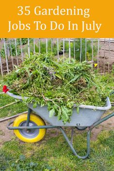 a wheelbarrow filled with lots of plants in the yard and text overlay reads 35 gardening jobs to do in july