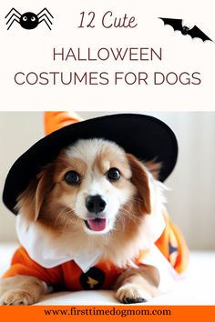 12 Cute Halloween Costumes For Dogs - A small dog wearing a Halloween costume. Halloween Costumes For Dogs, Costumes For Dogs, Dog Leash Holder, Diy Dog Costumes, Outfits And Accessories, Pet Halloween Costumes, Pets 3, Love Halloween