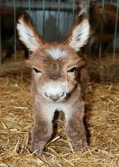 Baby Donkey. Who knew they were so cute!?! Pregnant Animals, Baby Donkey, Mini Donkey, Regnul Animal, Cute Creatures, Sweet Animals, Animal Photo, Zebras, 귀여운 동물