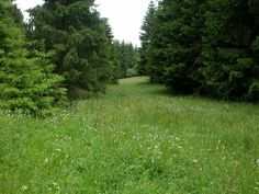 an open field with trees and grass in the foreground, surrounded by wildflowers