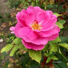 a pink flower with green leaves in the foreground and dirt area behind it,