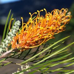 an orange and yellow flower on a tree branch