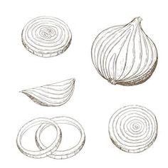 an image of onion slices drawn in pencil