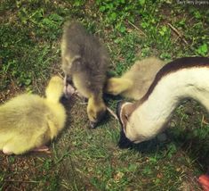 three baby ducks are playing with each other in the grass and one duckling is eating