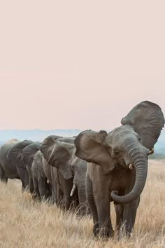 a herd of elephants walking across a dry grass field