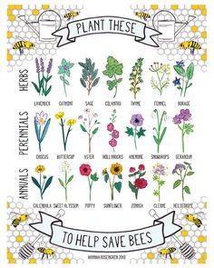 bees and flowers with the words plant these to help save bees