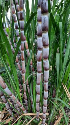 some very tall bamboo plants in the grass