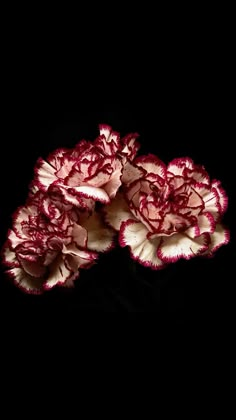 three red and white carnations are in the dark with their petals wilting