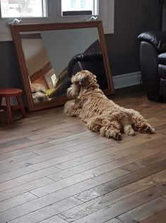 a dog laying on the floor in front of a mirror