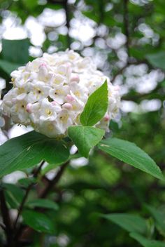 a white flower with green leaves in the foreground and trees in the back ground