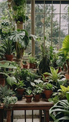 Indoor Jungle Aesthetic, Plant Store Aesthetic, Indoor Plant Aesthetic, House Plants Ideas, Indoor Plants Aesthetic, Houseplants Aesthetic, Front Door Decor Ideas, Plant Vibes