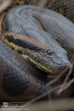 a close up of a snake on the ground