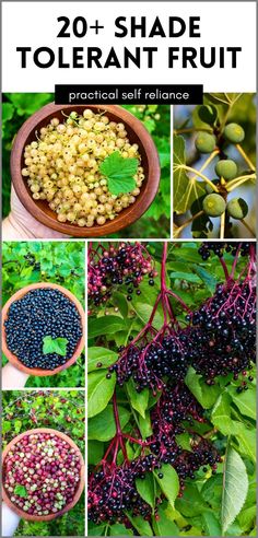 different types of berries and leaves with text overlay that reads 20 + shade tolerant fruit practical self reliance