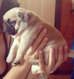 a woman holding a small pug in her arms