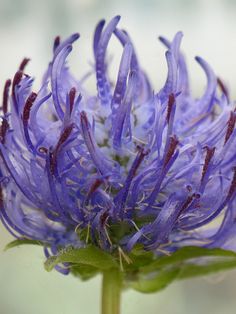 Round-headed Rampion (phyteuma orbiculare) | Flickr - Photo Sharing! Wedding Decoration, Botany, Rapunzel, Decoration Ideas, Blue And Purple, Photo Sharing, Wedding Decorations, Purple, Plants