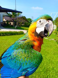 a colorful parrot sitting on top of a persons hand in front of some grass and bushes