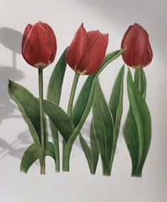 three red tulips with green leaves on a white background, in front of a shadow