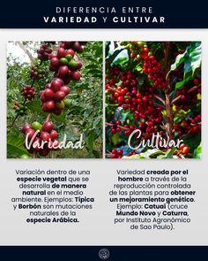 an image of coffee beans growing on the tree with caption in spanish and english