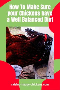 an image of a chicken with the words how to make sure your chickens have a well balanced diet