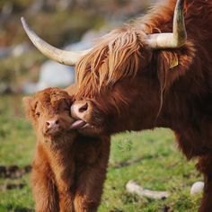 an adult yak standing next to a baby yak