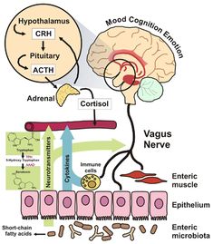 Gut Brain Axis, Nerf Vague, Enteric Nervous System, Gut Feelings, Brain Connections, Gut Brain, Medical Training, Gut Microbiota, The Human Brain