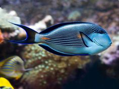 a blue and white fish swimming in an aquarium with corals around it's edges