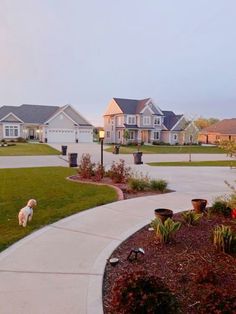 a dog is standing in front of some houses