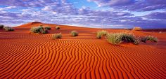 the desert is covered in red sand and shrubbery