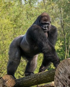 a large gorilla standing on top of a log