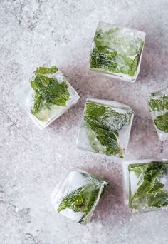 ice cubes filled with green leafy vegetables