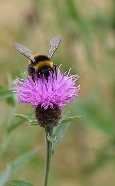 a bee sitting on top of a purple flower