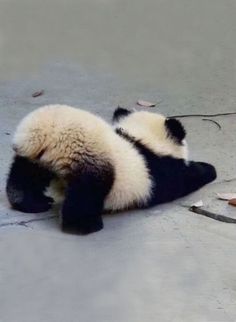 a panda bear is laying on the ground