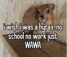 a dog sitting on top of a wooden shelf with the caption i wish i was a hyrax no school no work just wawa