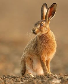 a brown rabbit sitting on top of a dirt field