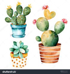 three cactus plants in pots painted with watercolors