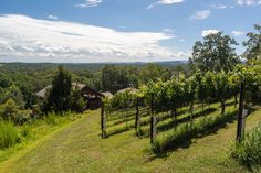 a vineyard with lots of trees in the foreground