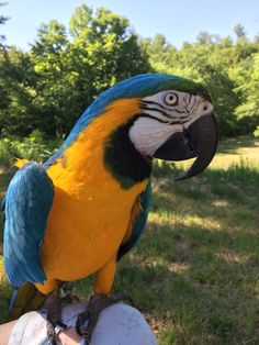 a blue and yellow parrot is perched on someone's hand in the grass with trees in the background