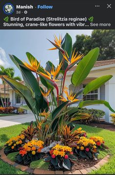 a bird of paradise is in the middle of a flower bed