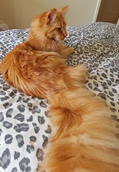 an orange cat laying on top of a bed